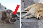Vídeo de Animais