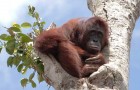 Une orang-outan gestante se réfugie au sommet du dernier arbre pendant que les bulldozers détruisent sa forêt