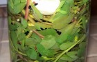 Video Natura