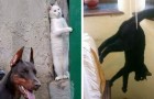 Vidéos Amusantes