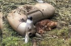Video di Animali