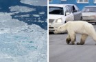 Cet ours polaire a parcouru 1 600 kilomètres à la recherche de nourriture : il était si faible qu'il pouvait à peine bouger