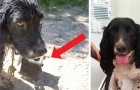 She finds a dog near a river tied to a 13-pound iron bar and the woman does not think twice and saves it
