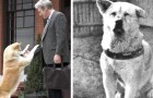 Video di Animali