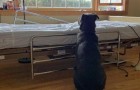 Zijn baasje sterft, maar de hond weet het niet en wacht dagenlang vlakbij het ziekenhuisbed