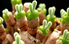 Ecco la pianta che sembra un coniglietto che darà un tocco magico al vostro giardino!
