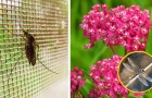 Video Naturvideos Natur