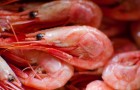 Attention aux crevettes que vous consommez : voilà pourquoi elles peuvent être nocives pour la santé