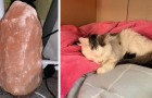 After a kitten almost lost its life due to licking a salt lamp, a vet warns us about the possible risks