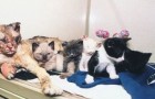  Die Geschichte von Scarlett der Katze, die 5 mal durchs Feuer ging, um ihre Jungen zu retten