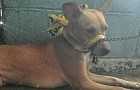 Video of Animals