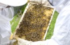 Dal Trentino arriva Beehave, l'app che monitora lo stato di salute delle api e protegge l'eco-sistema