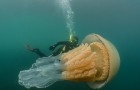 Er werd een gigantische kwal in Cornwall gezien: de foto’s van de duiker laten het in al zijn grootsheid zien