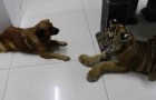 The tiger is frightened by a dog, he's the boss in the house !