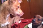 Video Leuke video's Leuke