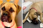 Het verhaal van Maru, de hond die 200 kilometer heeft afgelegd om terug te keren naar haar baasjes