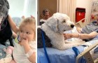 In diesem Krankenhaus können Patienten Besuche von ihren Haustieren erhalten: Die Fotos sagen mehr als tausend Worte