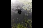 Hero dog saves a little bird from drowning