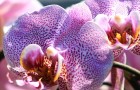 I benefici delle orchidee, preziose alleate del benessere in ogni ambiente