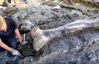 En France, on a retrouvé un fémur géant de dinosaure, qui a vécu il y a 140 millions d'années