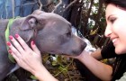 Nala is found in a ditch, here is her exciting rescue