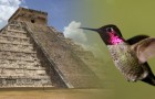 Video Uccelli