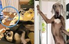 Video di Cani