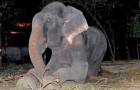 Raju l'elefante piange dopo essere stato salvato dalla cattività