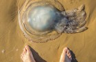 Tirare fuori dall'acqua le meduse è un reato punibile con la multa o con la reclusione