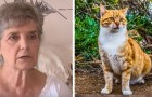 Questa donna rischia di andare in prigione per aver dato da mangiare a dei gatti randagi