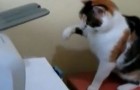 Video Curiosos