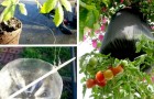 Come trasformare il vostro balcone in un orto coltivando i pomodori in bottiglie di plastica