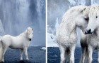 Ce photographe saisit les chevaux blancs d'Islande dans toute leur splendeur féerique