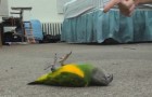 You can't miss these cute animals playing dead