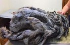 Video de Gatos