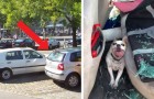 Video Video's van dieren Dieren