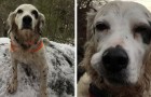Video de Animales