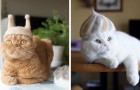 Video di Gatti