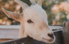 Video Tiervideos Tiere