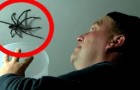 The clumsy and disastrous maneuver to capture a huge spider