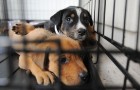 Video di Animali