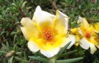 Video Naturvideos Natur