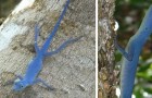 Diese Eidechse ist das einzige reinblaue Reptil der Welt und ist nun vom Aussterben bedroht