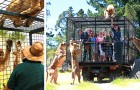 This zoo park puts the tourists in a cage instead of the animals - for an even more thrilling visit!