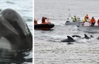 Opnieuw een slachting van walvisachtigen op de Faeröe eilanden: 100 exemplaren zijn gedood tijdens een traditionele jacht