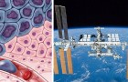 Die Abwesenheit von Schwerkraft tötet Tumore: Die neue Grenze des Kampfes gegen Krebs liegt im Weltraum