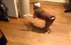 Este perrito esta confuso ante el misterioso objeto que gira por la casa.