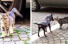 Questo gattino randagio ha aspettato ogni giorno un cagnolino per giocare: i due ora sono inseparabili