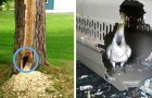 Video Vögelvideos Vögel