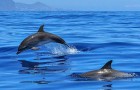 In Giappone riparte la caccia ai delfini: una mattanza lunga 6 mesi contro creature indifese